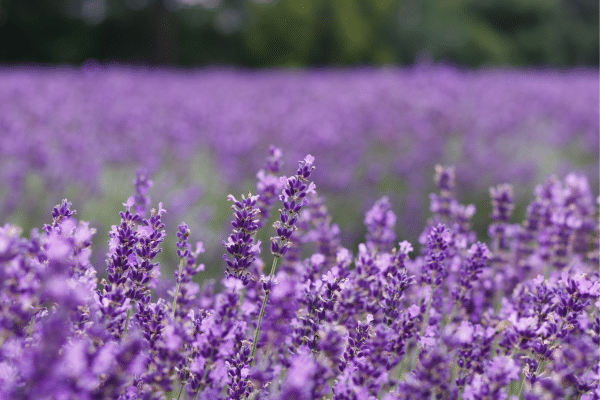 Best Uses For Lavender