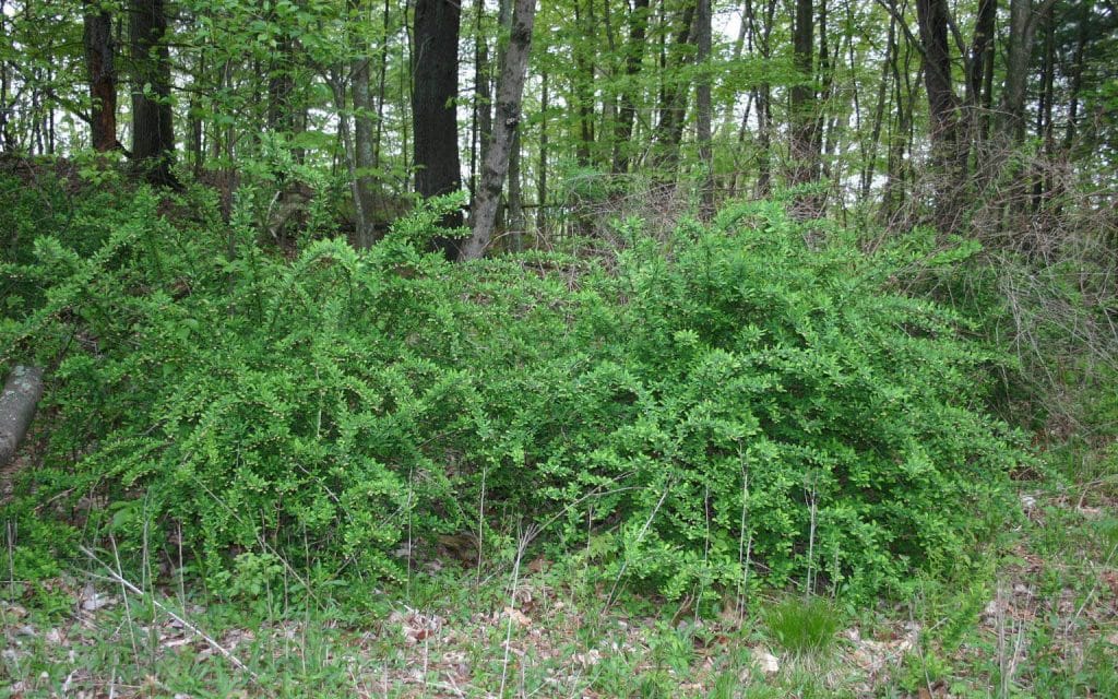 Invasive Plant Species That Can Destroy Your Local Ecosystem