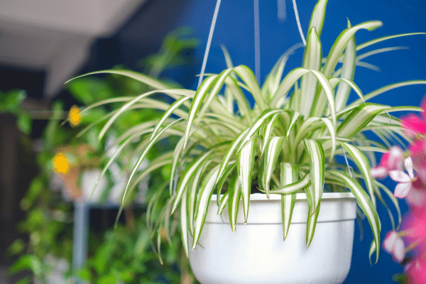 Low Maintenance Indoor Plants To Consider