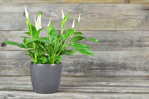 Low Maintenance Indoor Plants To Consider