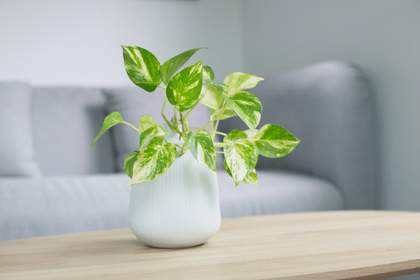 Low Maintenance Indoor Plants To Consider