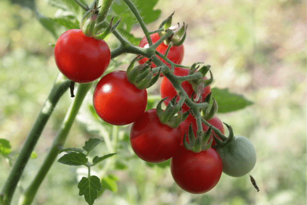 Tips On Growing The Best Tomatoes