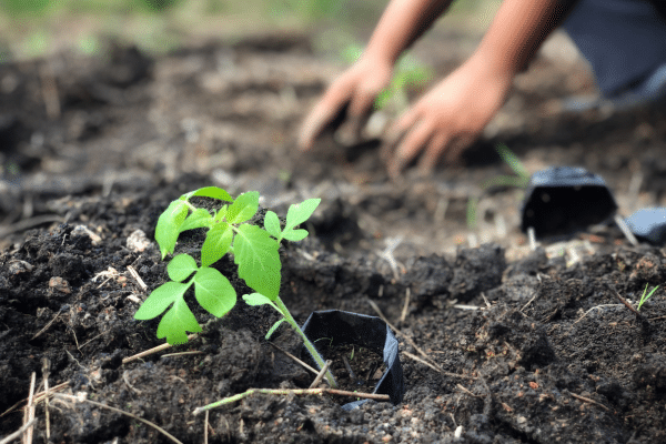 Tips On Growing The Best Tomatoes