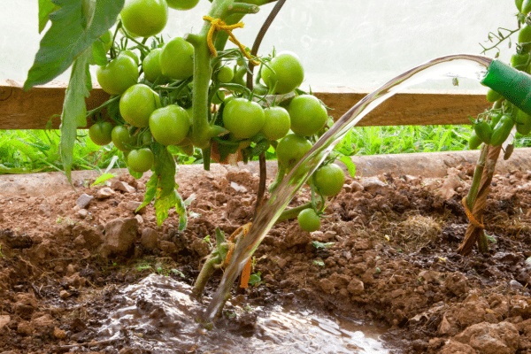 Tips On Growing The Best Tomatoes