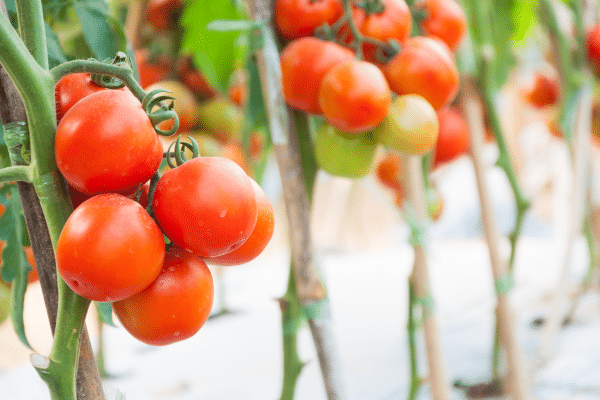 Tips On Growing The Best Tomatoes