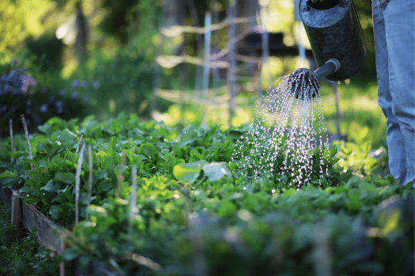 How To Conserve Water This Summer