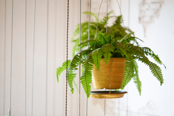 Best Shade Loving Plants