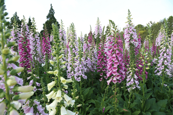 Best Shade Loving Plants