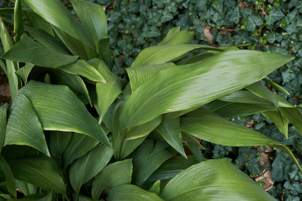 Best Shade Loving Plants