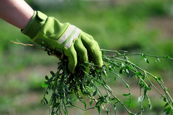 Best Ways To Recover Dead Grass