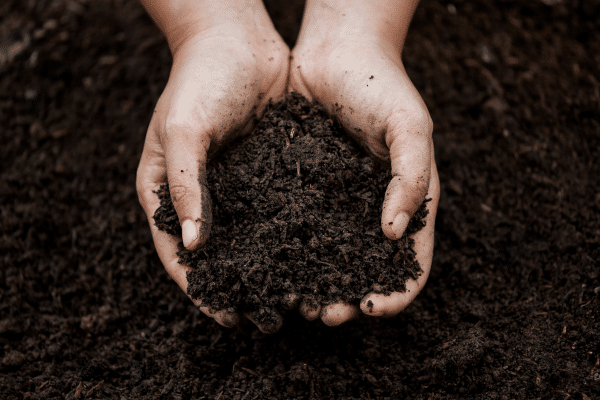 Best Ways To Recover Dead Grass