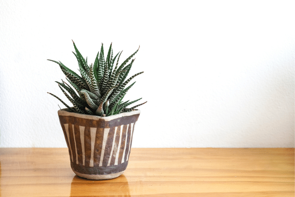 Easiest Houseplants To Care For