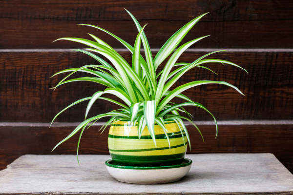 Easiest Houseplants To Care For
