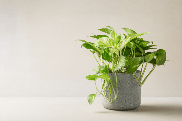 Easiest Houseplants To Care For