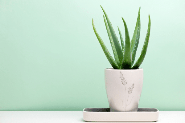 Easiest Houseplants To Care For