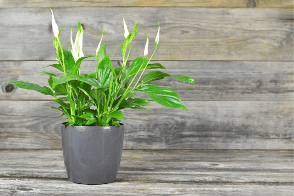 Easiest Houseplants To Care For