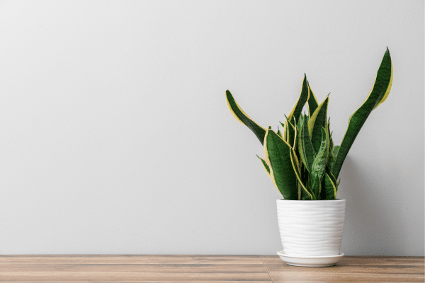 Easiest Houseplants To Care For