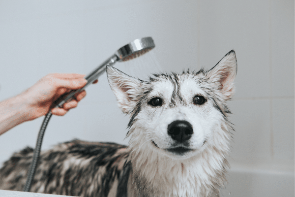 Best Ways To Clean A Pet That Has Been Skunked