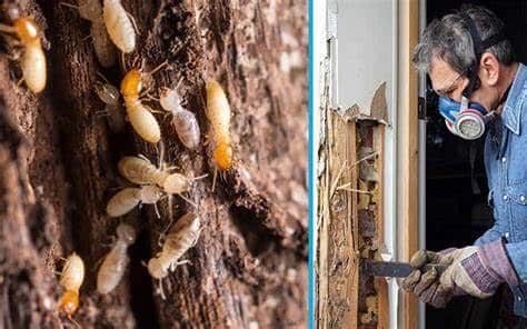 How to Detect and Deal with Termites Before It's Too Late