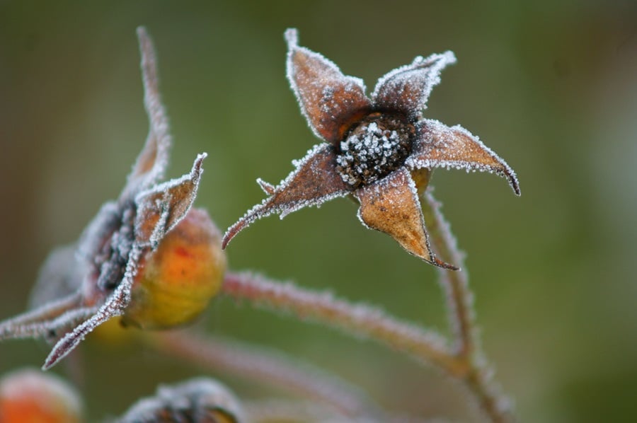 Winterizing Your Garden