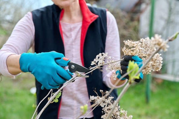 Winterizing Your Garden