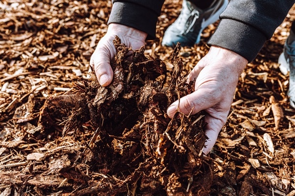 Winterizing Your Garden