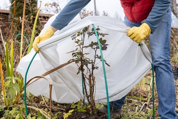 Winterizing Your Garden
