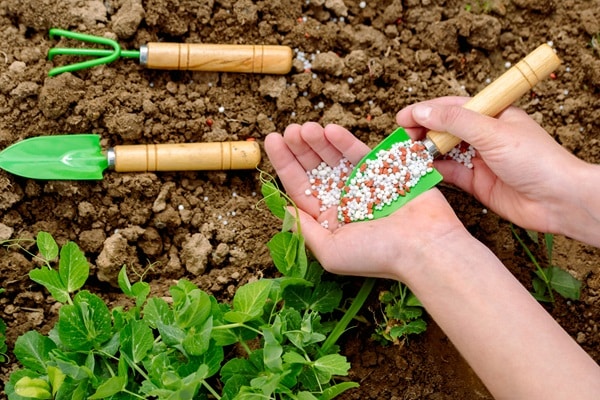 Winterizing Your Garden