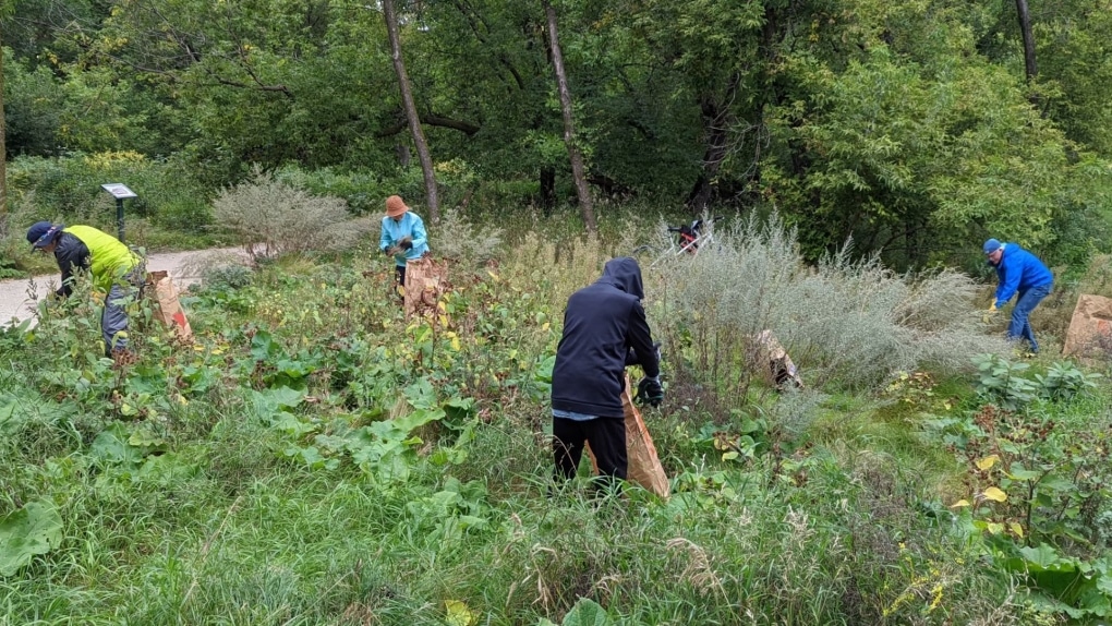 Invasive Plant Species That Can Destroy Your Local Ecosystem