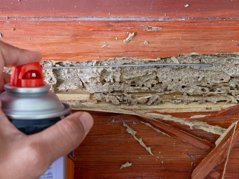 How to Detect and Deal with Termites Before It's Too Late