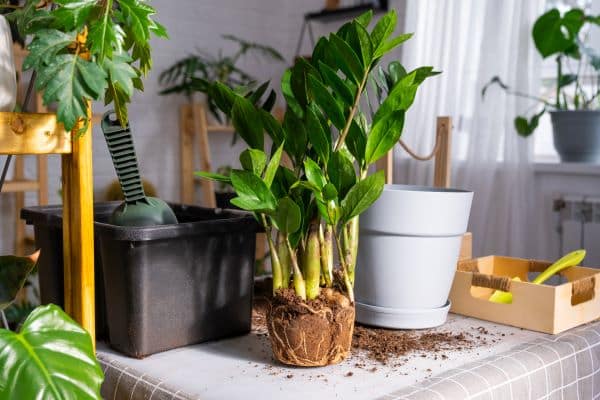 Plants