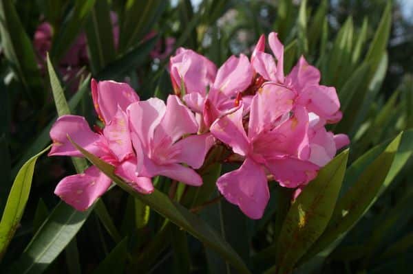 Plants