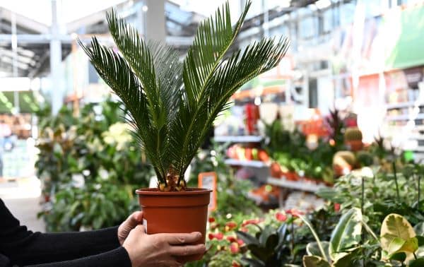 Plants
