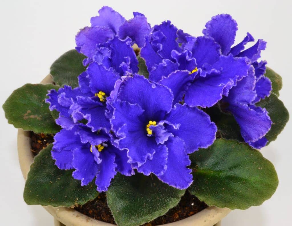 Pet-Friendly House Plants You Need