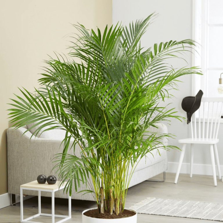 Pet-Friendly House Plants You Need