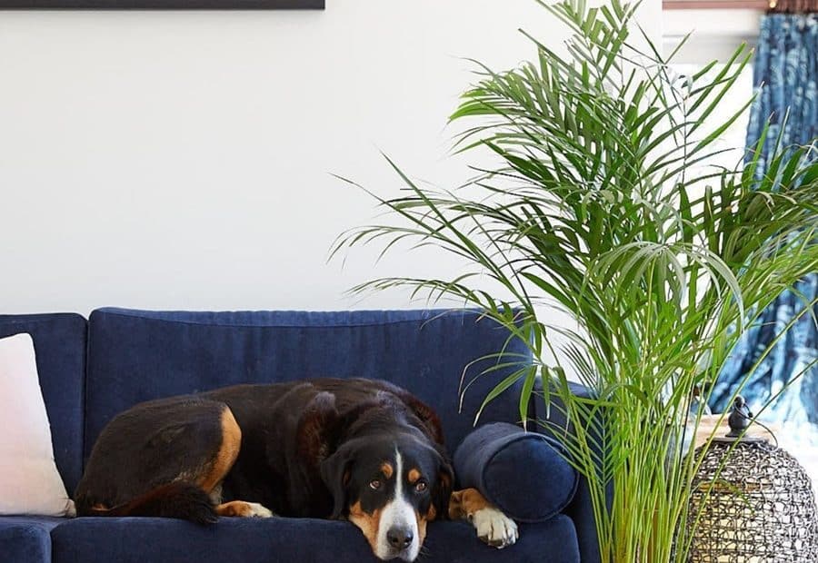 Pet-Friendly House Plants You Need