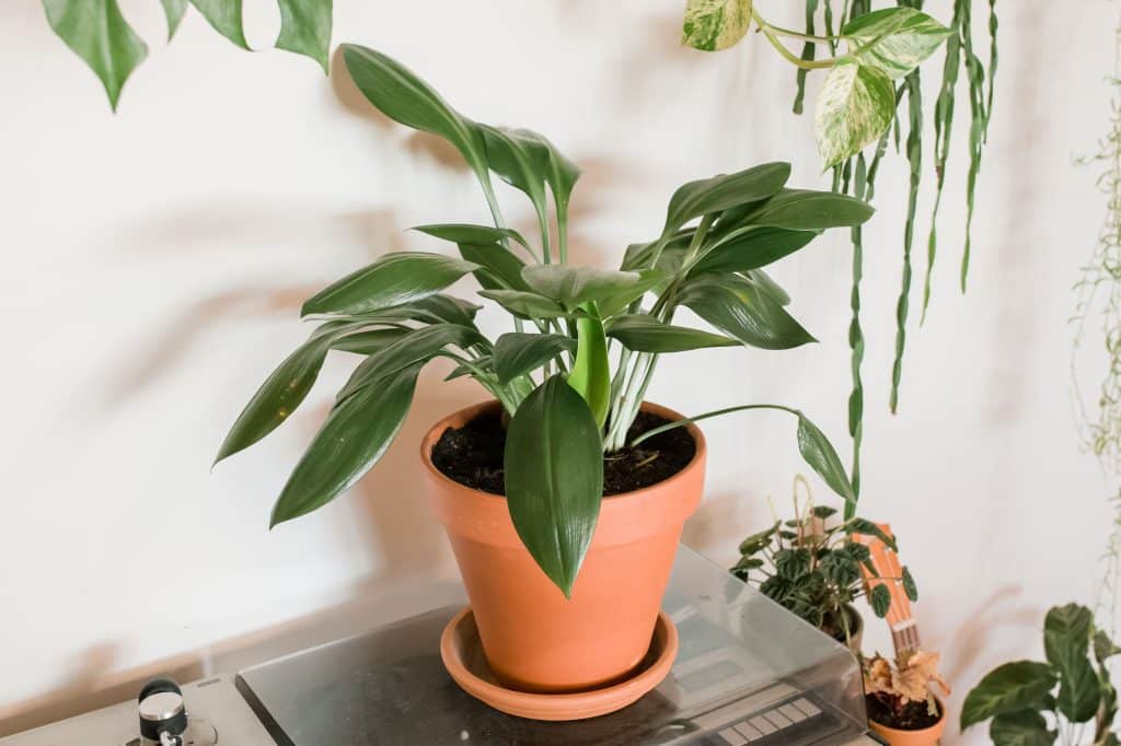 Pet-Friendly House Plants You Need
