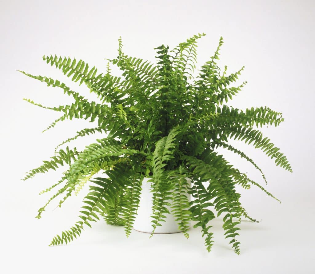 Pet-Friendly House Plants You Need