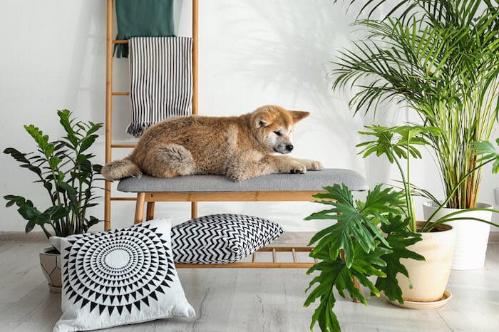 Pet-Friendly House Plants You Need
