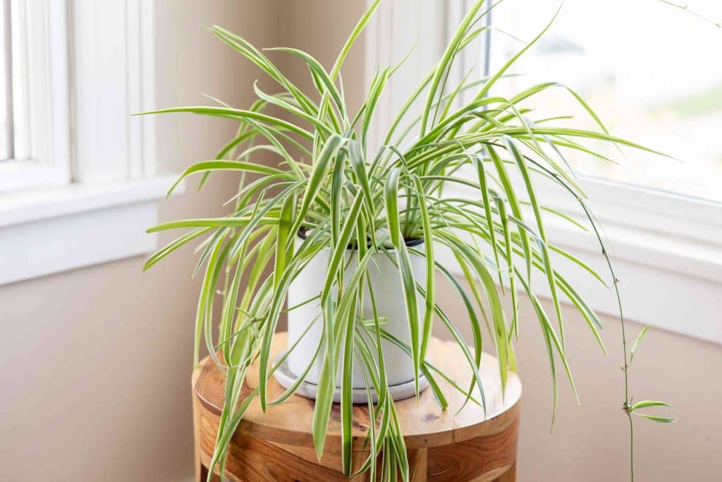 Pet-Friendly House Plants You Need