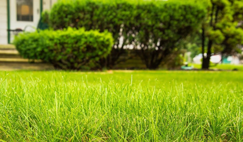 Is It Time to Give Up on Traditional Lawns for Good?