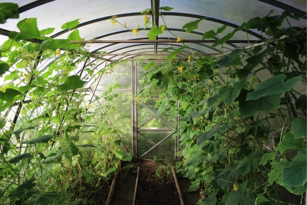 How to Build a Greenhouse on a Budget