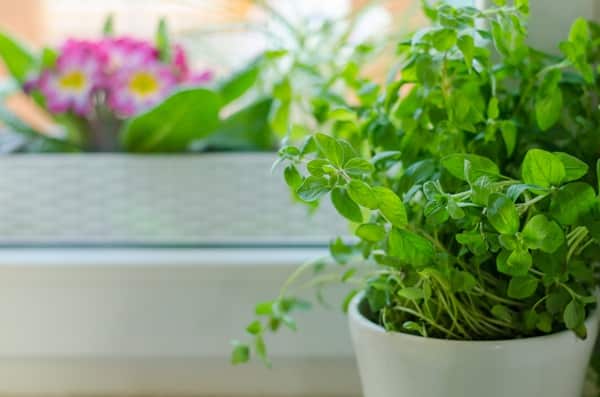 Growing a Vertical Herb Garden Indoors