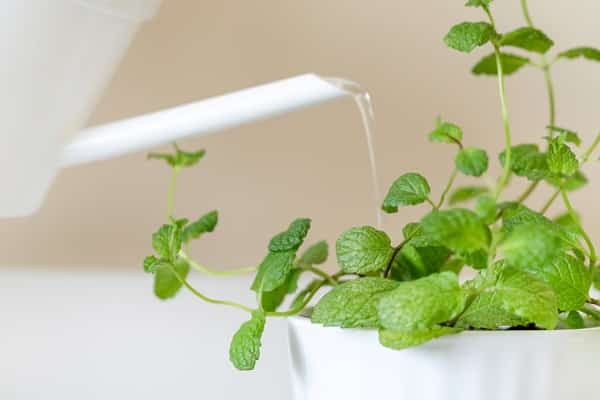 Growing a Vertical Herb Garden Indoors