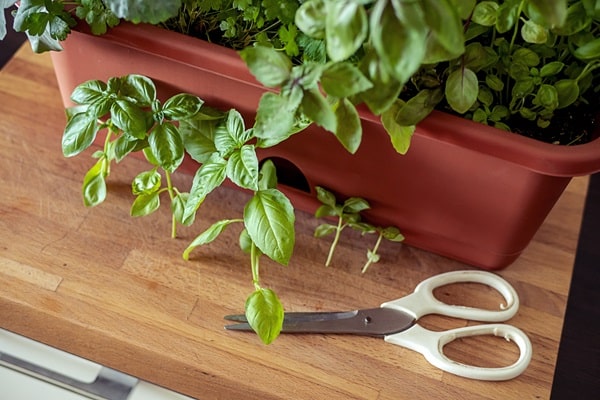 Growing a Vertical Herb Garden Indoors