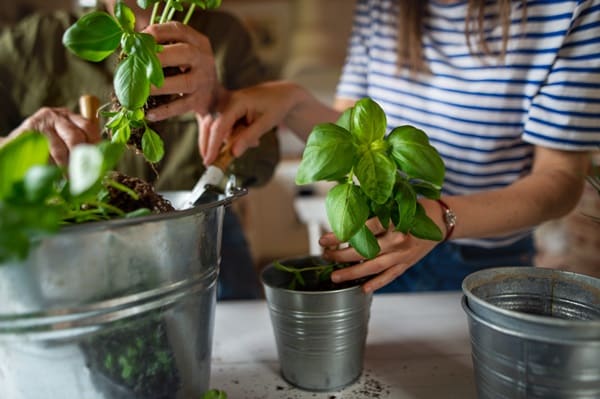 Growing a Vertical Herb Garden Indoors