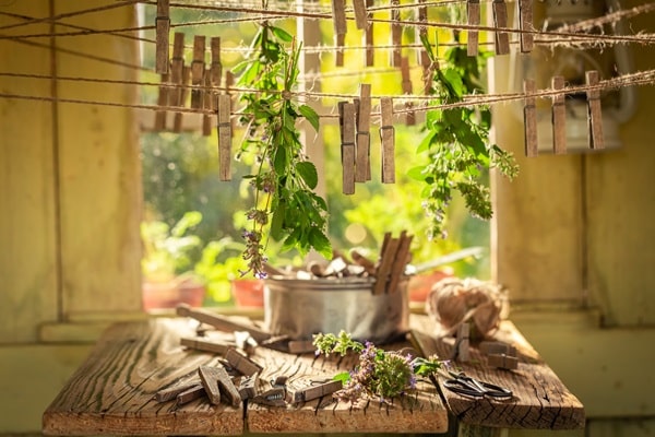 Growing a Vertical Herb Garden Indoors